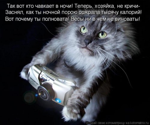 Свежая котоматрица для всех (31 шт)