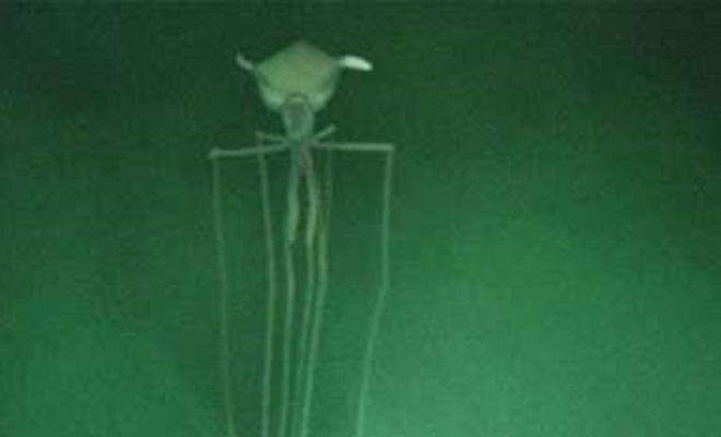Подводный дрон нефтяников снял создание со щупальцами длиной в 10 метров: видео