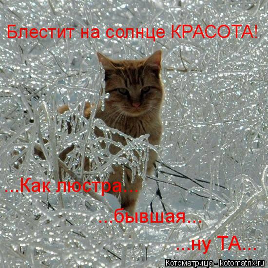 Котоматрица: ...Как люстра... ...бывшая... ...ну ТА... Блестит на солнце КРАСОТА!