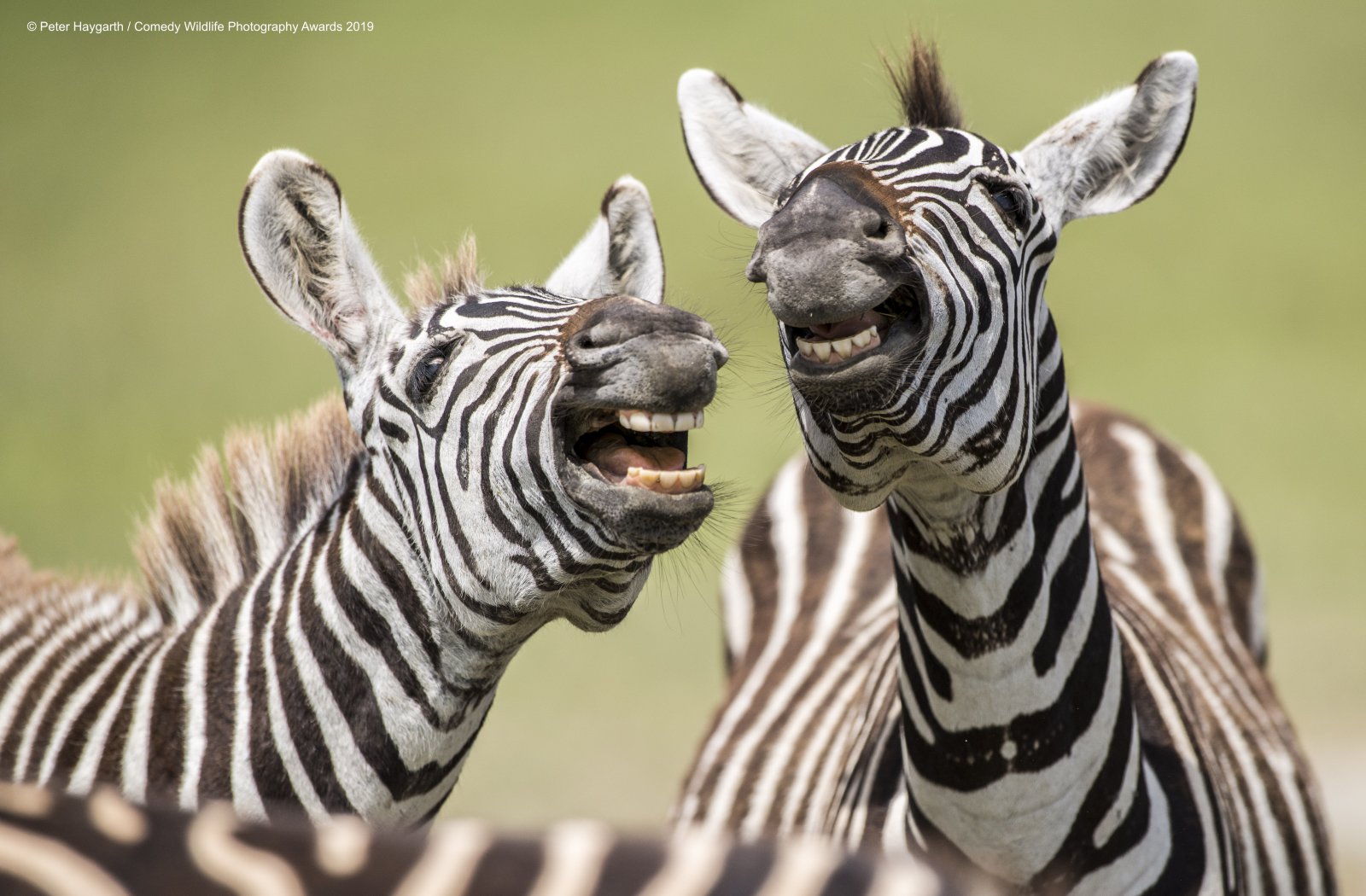 40 самых смешных финалистов премии Comedy Wildlife Photography Awards 2019 природа,фотографии,юмор и курьезы