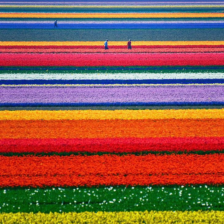 Легендарные тюльпановые поля в Нидерландах