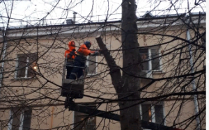 Сотрудники «Жилищника» кронировали в районе деревья. Фото предоставили сотрудники «Жилищника»