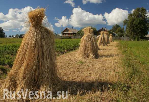 Экспорт украинской соломы в июле побил все рекорды.