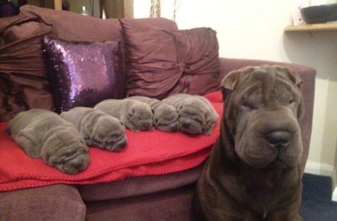 Мама есть мама... Мама есть мама... животные