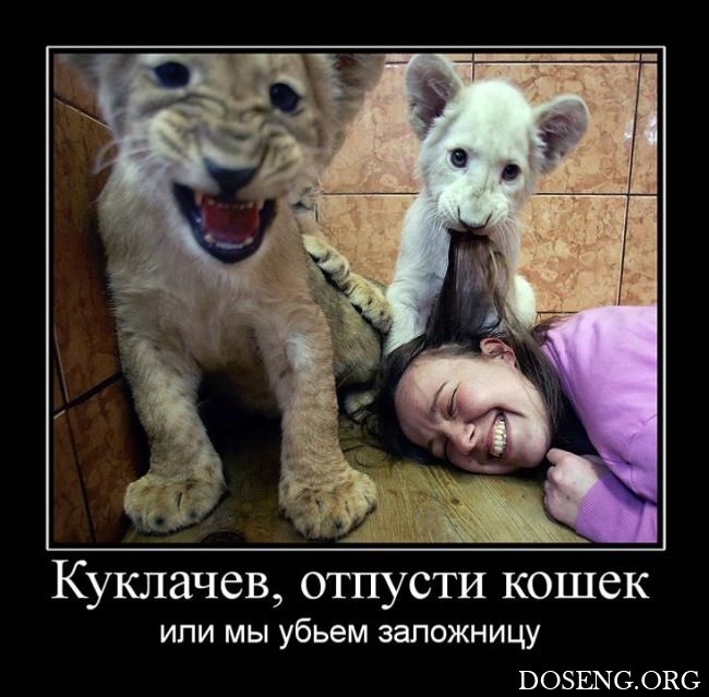 Демотиваторы