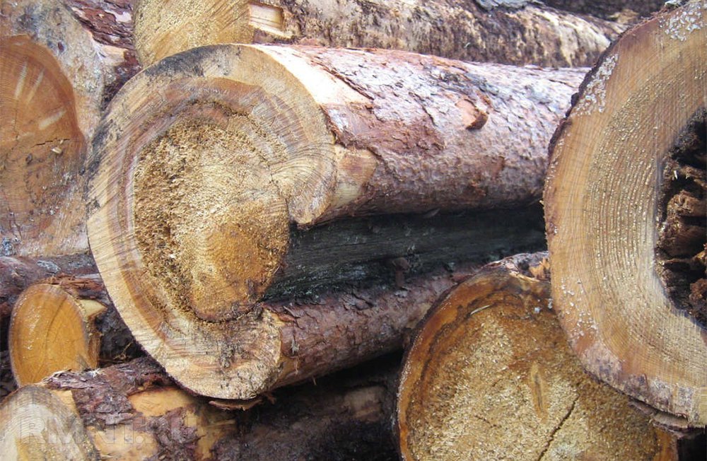 дефект ствола дерева