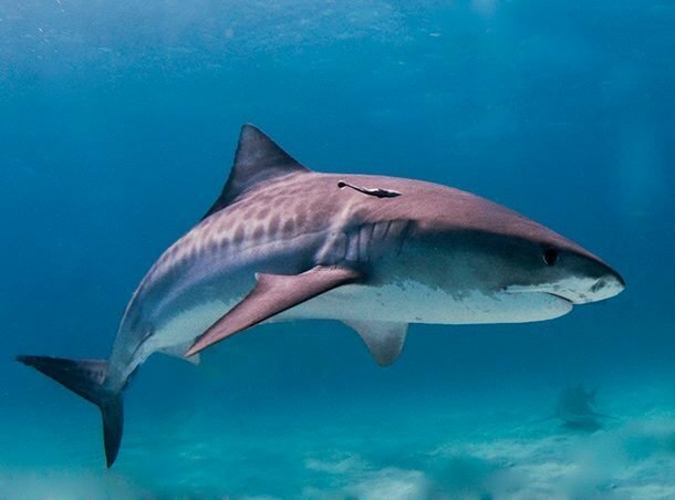 Выживают наиболее приспособленные акулы, факты, хищники