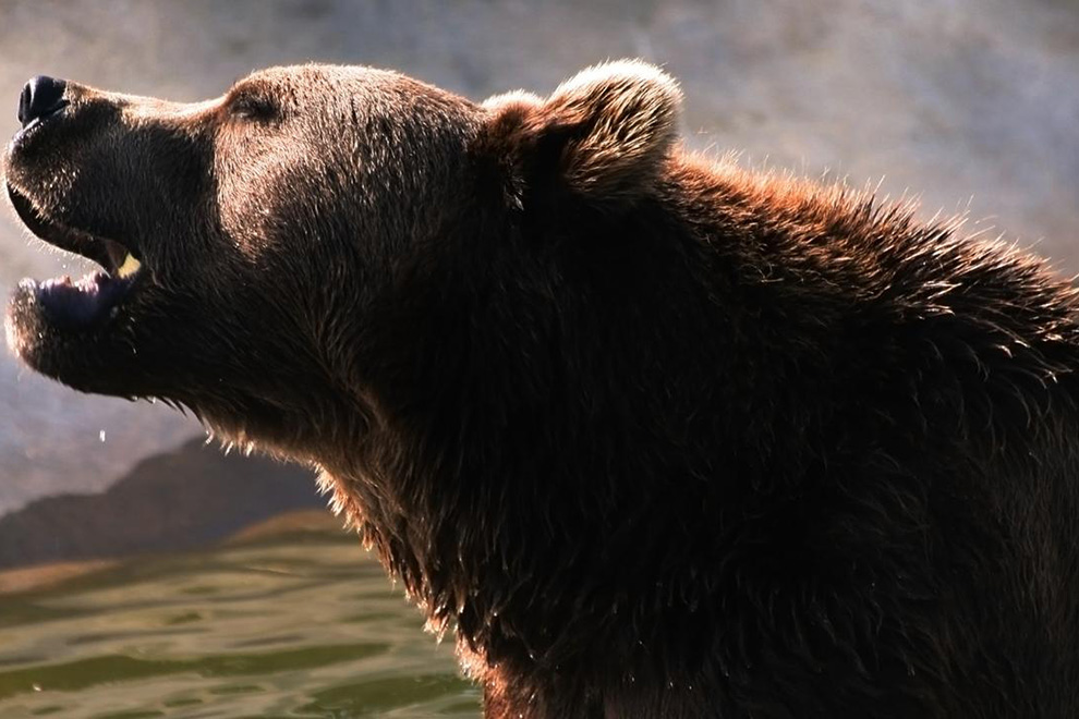 Последнее фото японца медведь