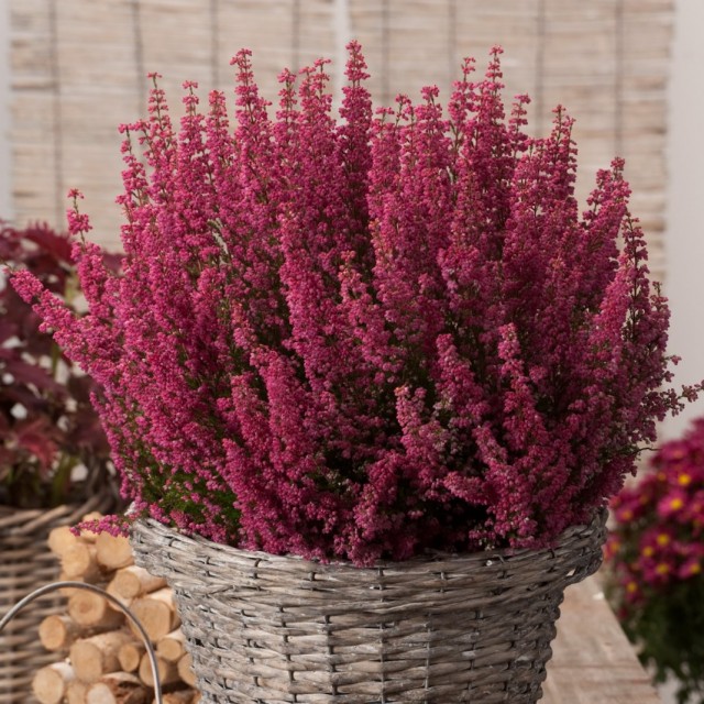 Эрика изящная (Erica gracilis)