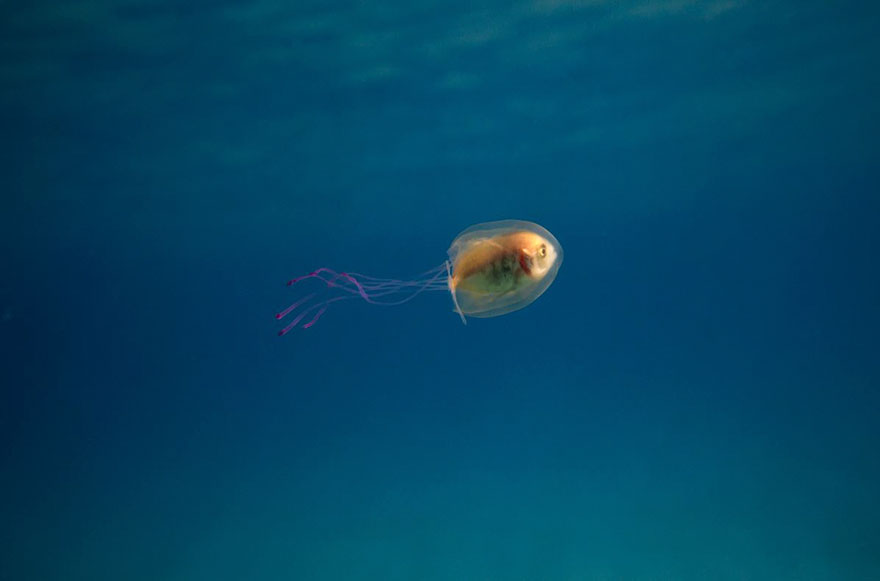 рыба внутри медузы