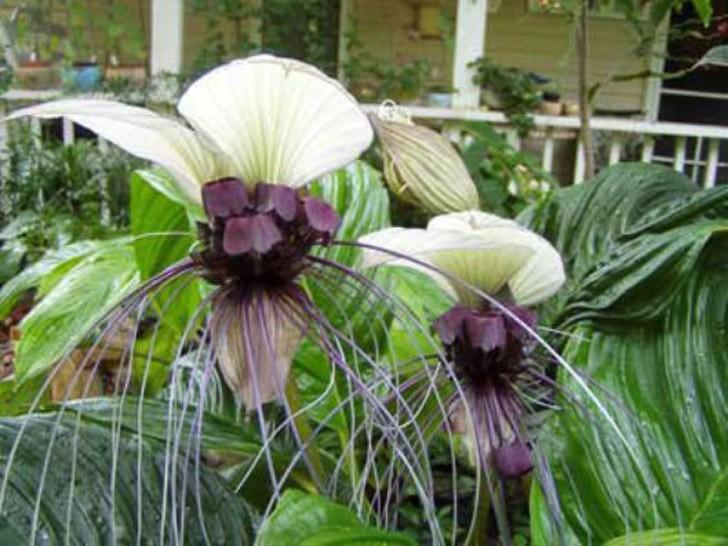 Самые жуткие растения в мире, которые растут, возможно, у вашего дома Самые жуткие растения в мире, которые растут, возможно, у вашего дома природа,растения,цветы