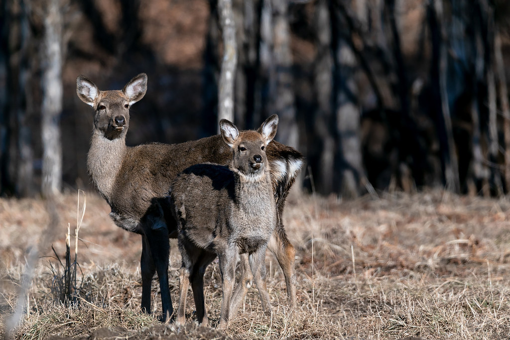 Discovery по-приморски: экстремальные съемки леопардов Discovery по-приморски: экстремальные съемки леопардов