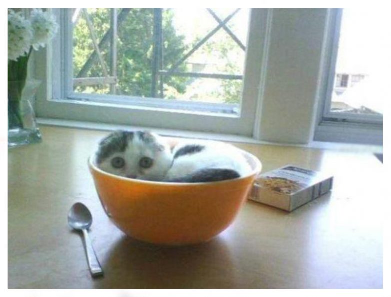 Ох, уж эти кошки