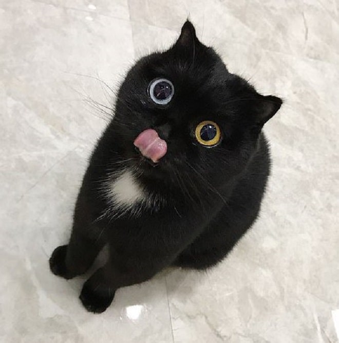 Кошка и язык