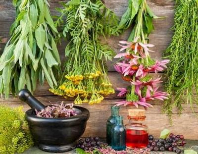 Гороскоп лекарственных трав