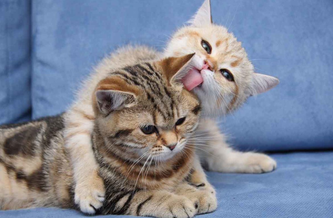 Любовь кошек: фото усатых романтиков