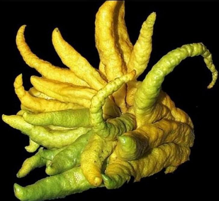 Самые жуткие растения в мире, которые растут, возможно, у вашего дома Самые жуткие растения в мире, которые растут, возможно, у вашего дома природа,растения,цветы