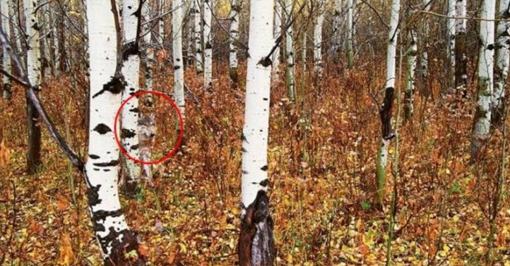 В то, что было снято на камеры в лесах Чернобыля — люди отказываются верить. Только посмотрите на ЭТО