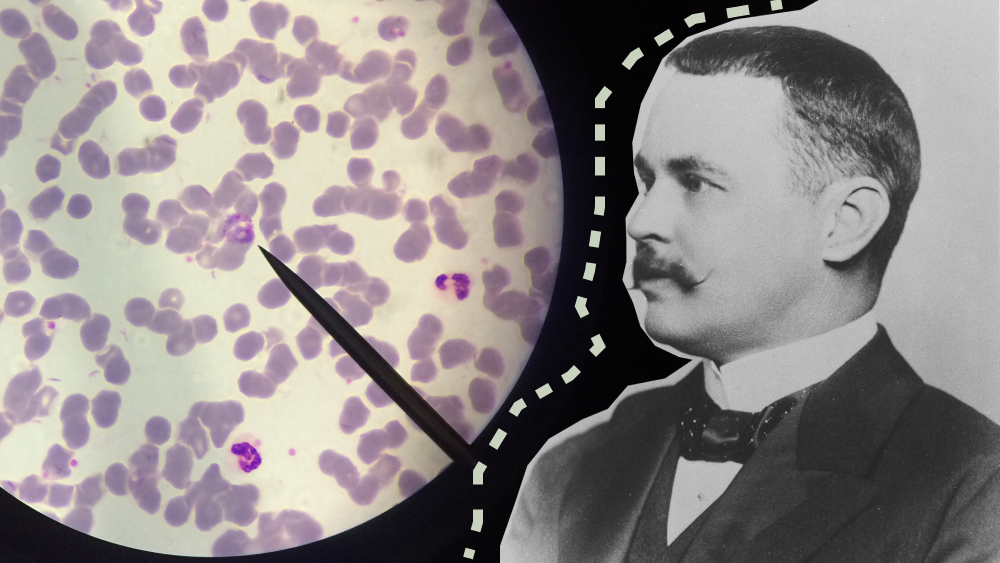 История малярии, или За что дали три Нобелевки