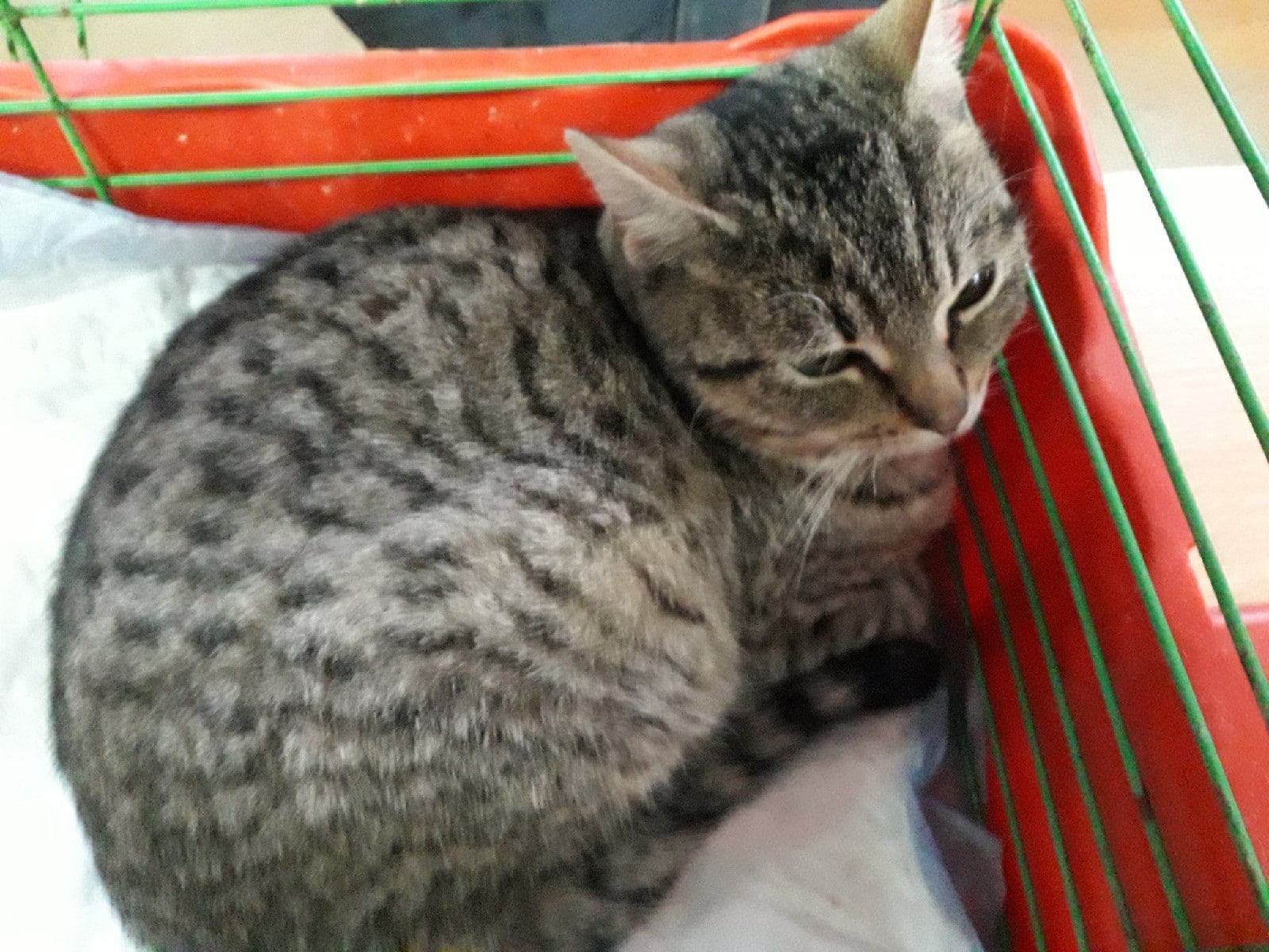 кошка в клетке