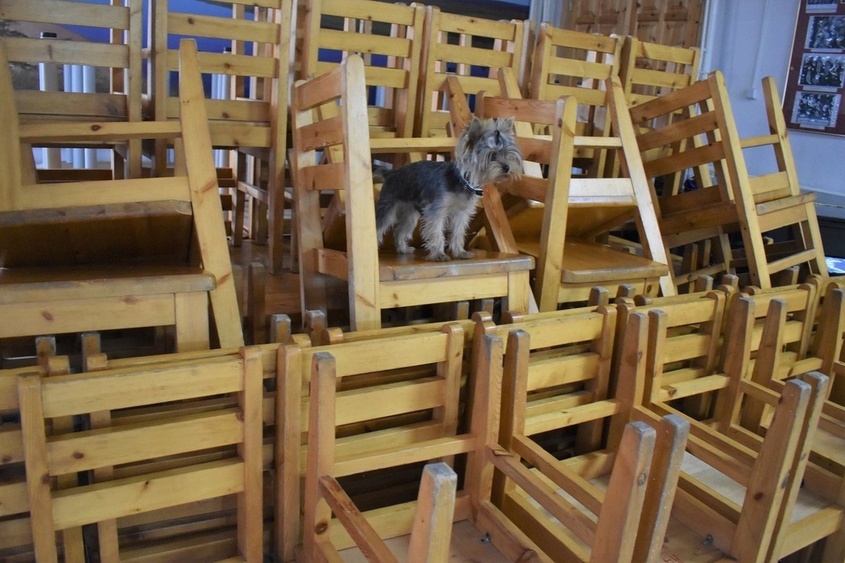 В Росгосцирке назвали причину увольнения 15 собак из цирка в Москве
