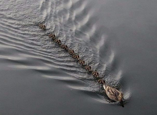 Прикольные и забавные фото и смешные картинки из сети Прикольные и забавные фото и смешные картинки из сети