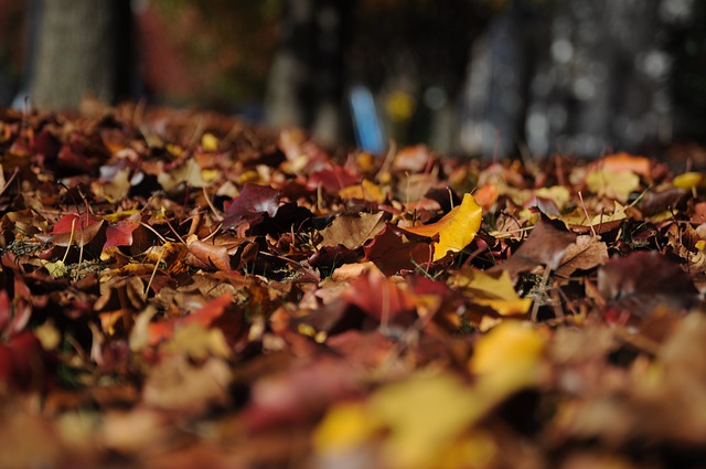 Москвичи начали обсуждение вопроса уборки листьев во дворах/ Фото: pixabay.com