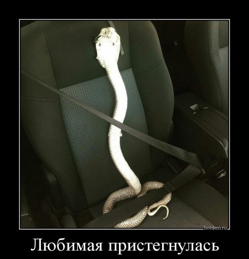 Новая порция демотиваторов (12 фото)