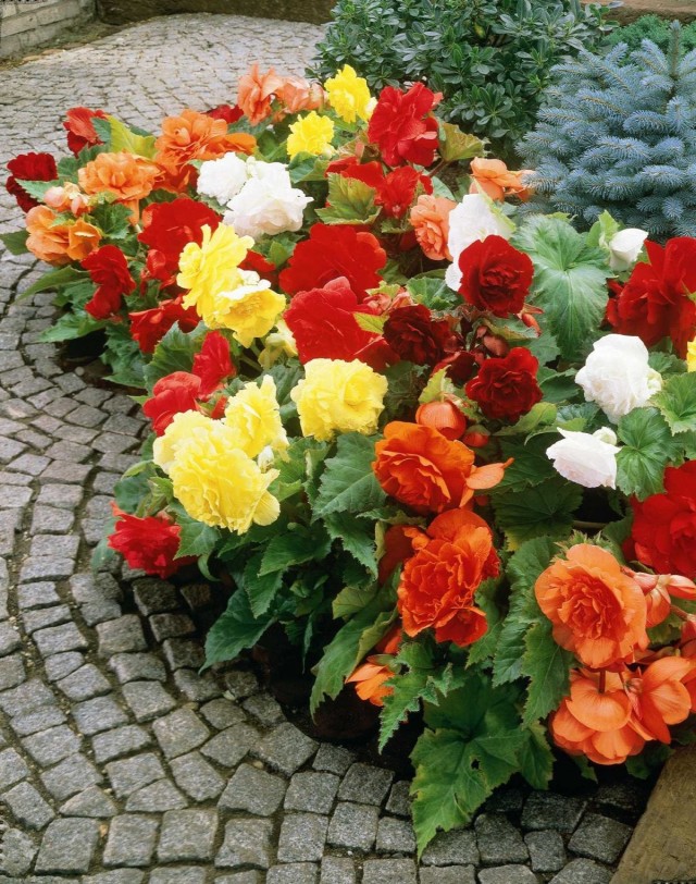 Бегонии клубневые (Begonia x tuberhybrida)