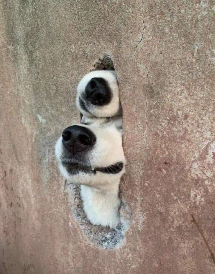 Подборка картинок. Вечерний выпуск Подборка картинок. Вечерний выпуск приколы,смешные картинки,юмор