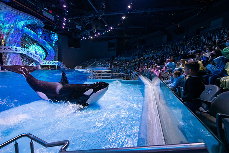 Павел Деревянко с женой и дочерьми, Анастасия Стоцкая и другие на премьере мюзикла с участием животных Павел Деревянко с женой и дочерьми, Анастасия Стоцкая и другие на премьере мюзикла с участием животных Звезды,Новости о звездах