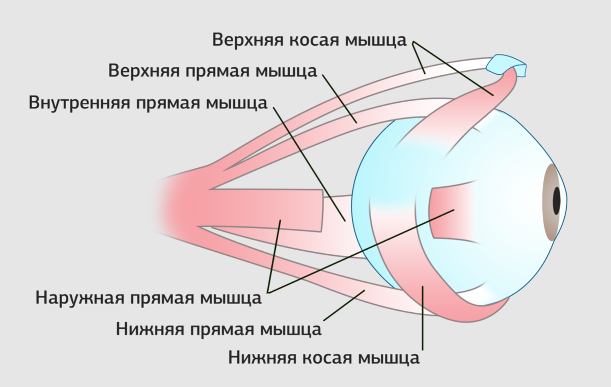 Нижнее зрение. Верхняя косая мышца глазного яблока. Какие мышцы обеспечивают подвижность глазного яблока. Мышцы глазного яблока анатомия схема. Наружные мышцы глазного яблока.