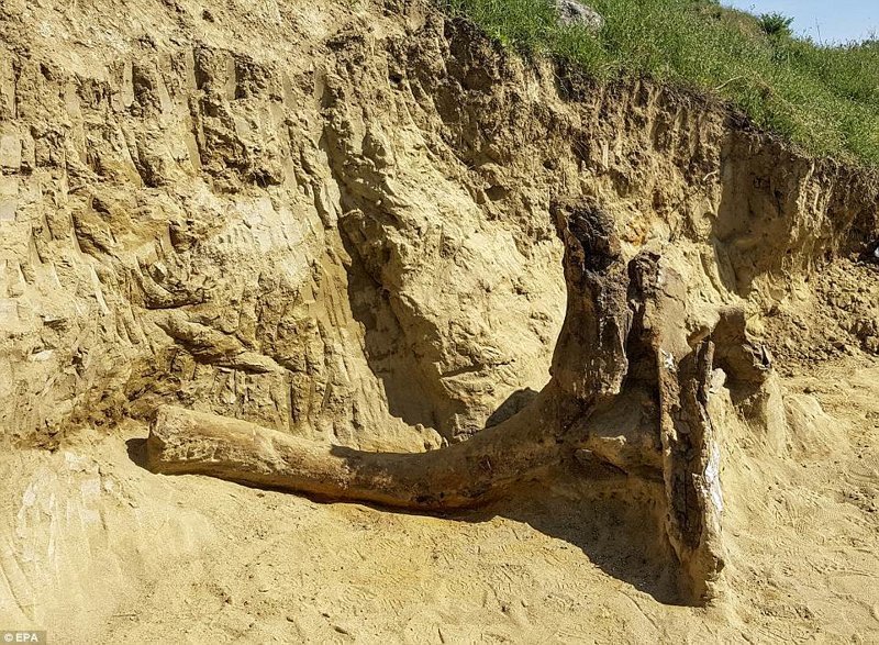 Фермеры наткнулись на останки древнего «слона» ynews, находка, палеонтология, раскопки, слоны