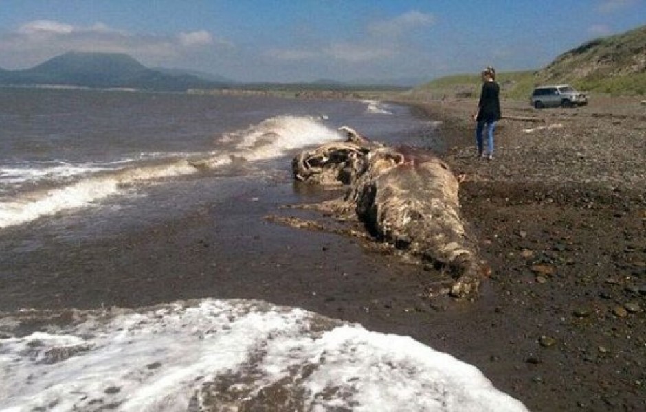 На побережье Шахтерска обнаружены останки неизвестного животного (5 фото)
