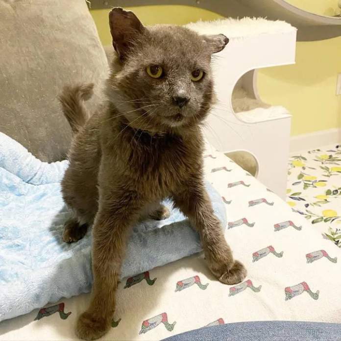 Без кота и жизнь не та