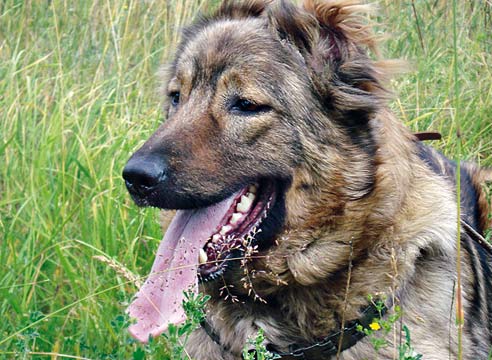 Породы собак для охраны участка дача,домашние животные,сад и огород