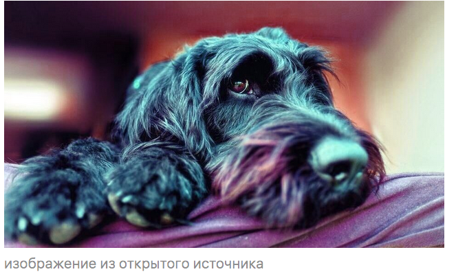 Кот для забот Кот для забот Петрович, Петровича, Степанида, пенсионер, ничего, квартире, както, когда, больше, переноски, Петровичу, совсем, потом, опять, давно, минут, совершенно, только, через, недели
