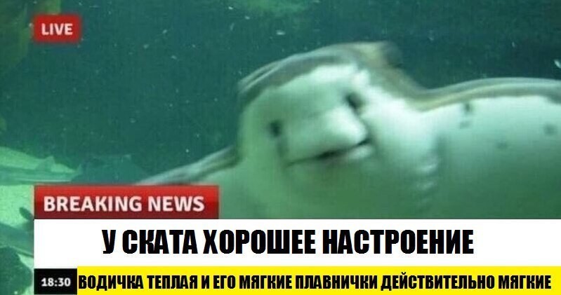 Доброжелательные новости, которые мы заслуживаем животные, интересное, новости, фотоприкол