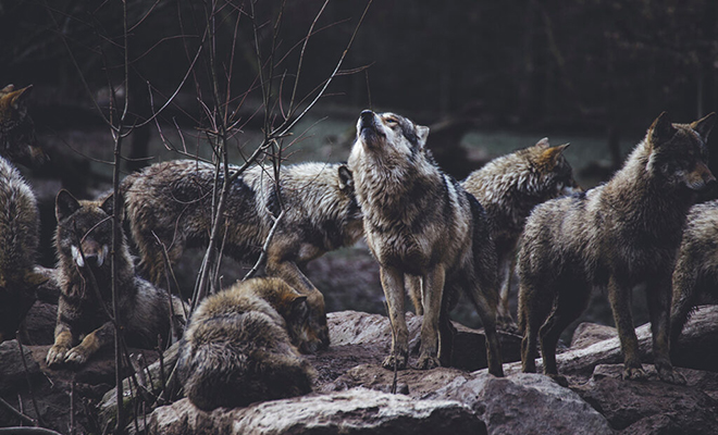 Иерархия волчьей стаи: ученым удалось выяснить настоящее поведение волков иерархии, главе, альфасамец, структуру, волков, стоит, волки, альфасамка, совершенно, иначе, называемые, Долгое, обычно, просто, родители, большая, часть, ведут, дикой, природе