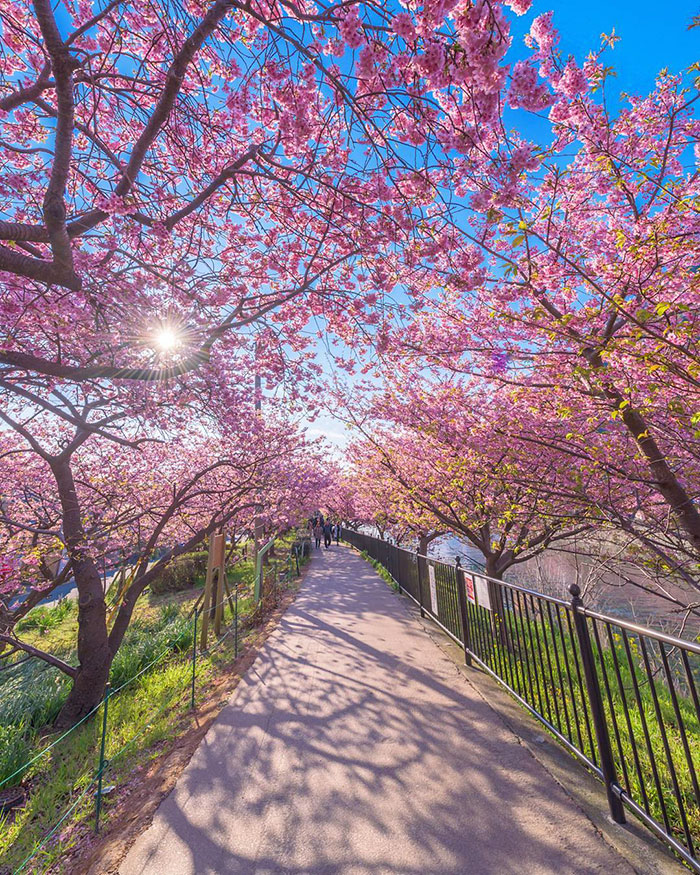 kawazu-cherry-blossoms-shizuoka-japan-7