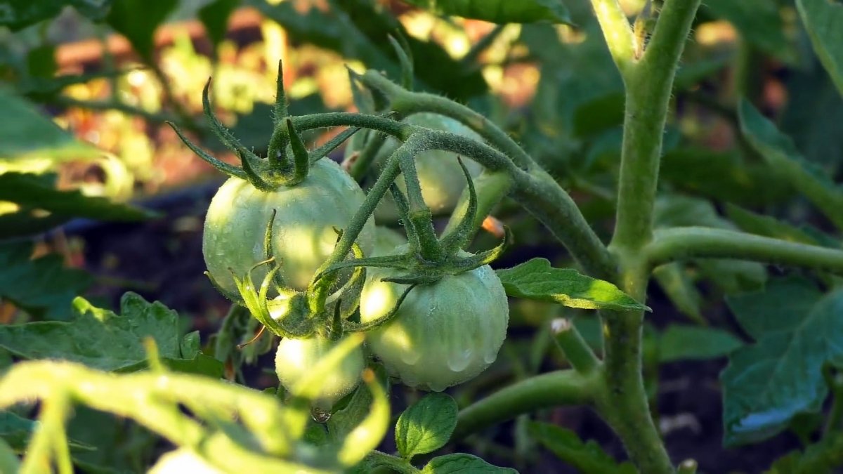 Увеличение количества завязей у томатов, перцев, баклажанов