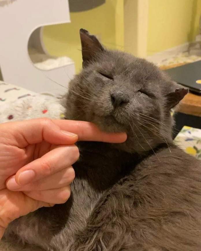 Без кота и жизнь не та