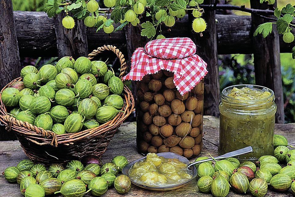 Варенье из крыжовника с грецким орехом и медом рецепт