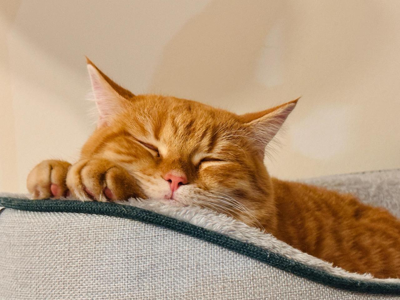 «Он не игрушка»: как объяснить ребенку, что питомца обижать нельзя может, животное, ребенок, питомцем, собака, кошка, когда, стоит, ребенка, играть, питомца, хвост, границы, только, должны, могут, можно, рычит, руками, значит