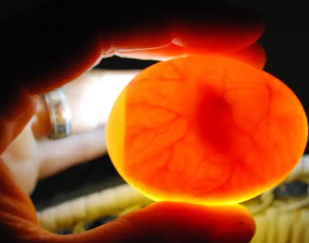 Какое-то нервное яичко... Аж вены вздулись! 