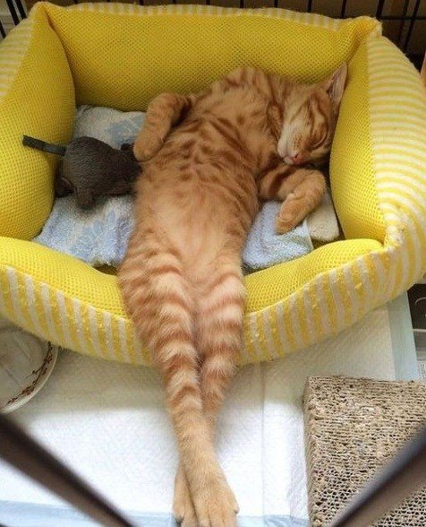Кошки, заснувшие как попало (10 фото)