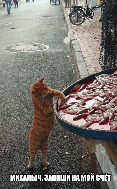 Подборка забавных фотографий и веселых картинок с надписью для позитива