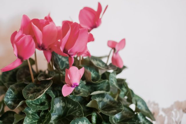 Миниатюрный цикламен (Cyclamen persicum) не относится к числу самых крупных комнатных растений, но этот недостаток легко компенсируется цветками оригинальной формы