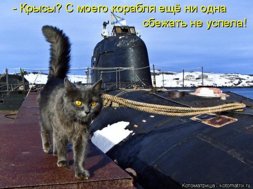Свежая котоматрица для всех (31 шт)