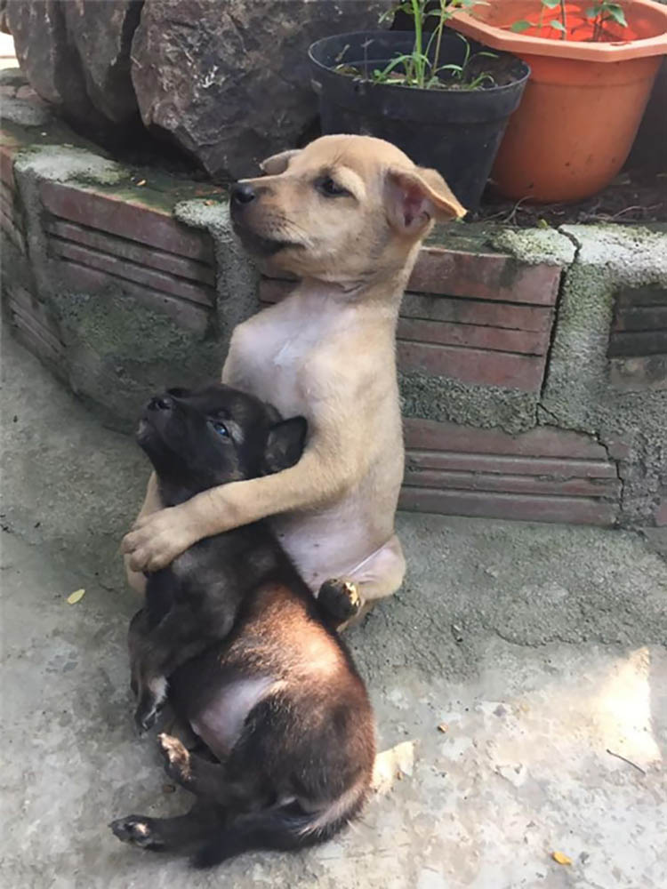 adopted-dogs-cuddle-buddhist-nuns-china-vinegret (5)